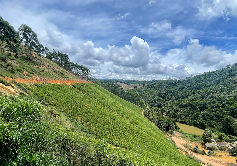 produção de gengibre